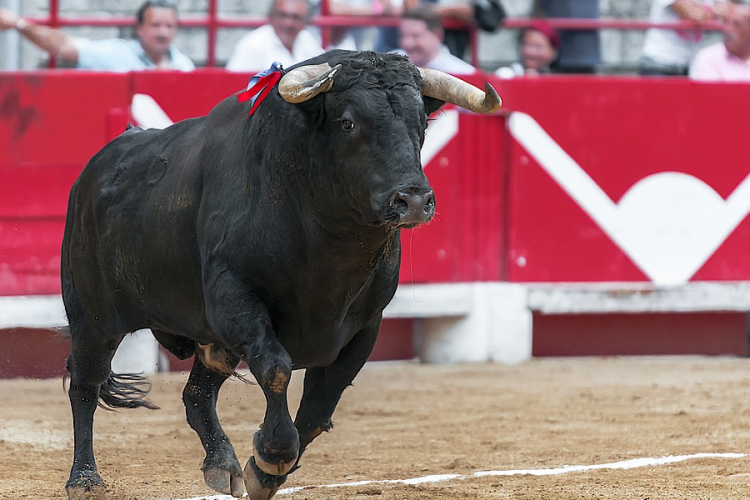 Másfél év szünet után újra bikaviadalt rendeztek Madridban